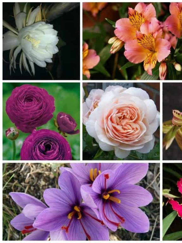 THE WORLD’S MOST EXPENSIVE FLOWER